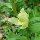 Weisses Waldvögelein (Cephalanthera damasonium)