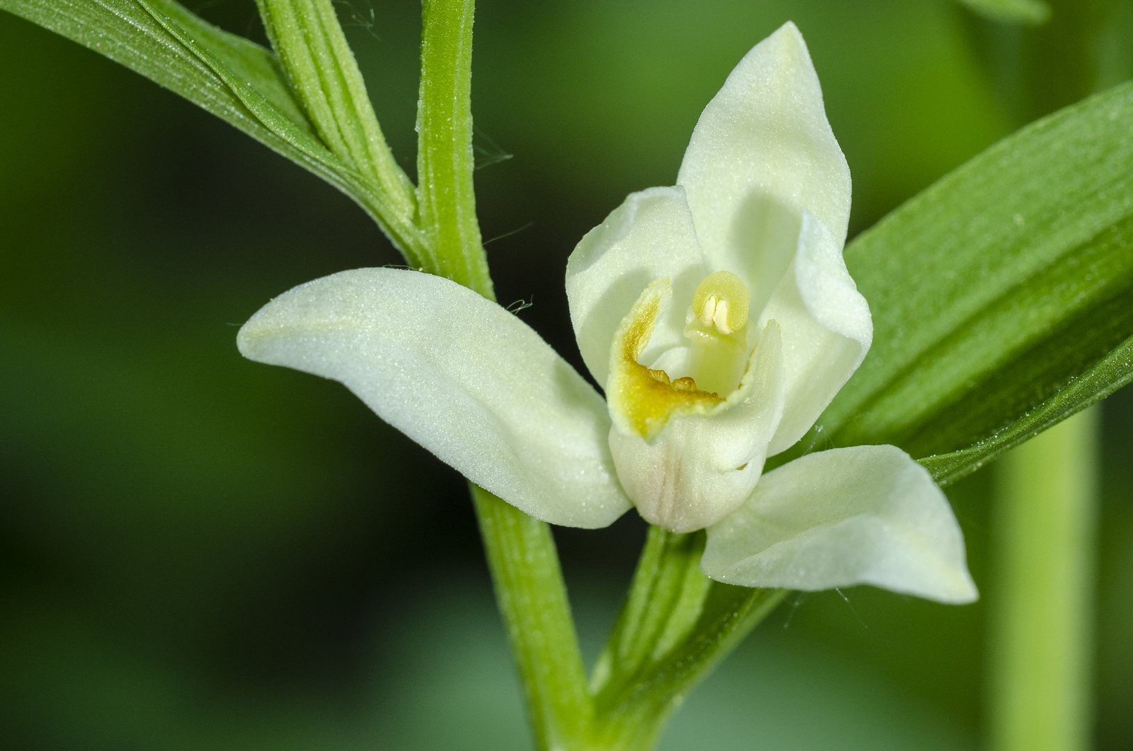 Weißes Waldvögelein (Cephalanthera damasonium)