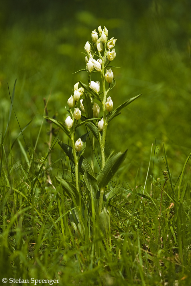 Weisses Waldvöglein 09