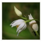 Weißes Waldvöglein (Cephalanthera damasonium).