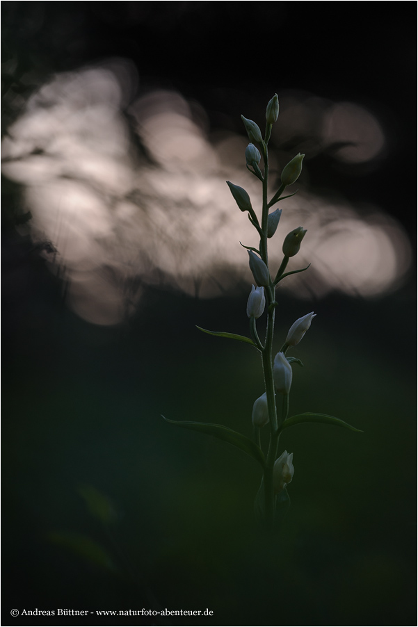 Weißes Waldvöglein (Cephalanthera damasonium)