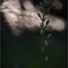 Weißes Waldvöglein (Cephalanthera damasonium)