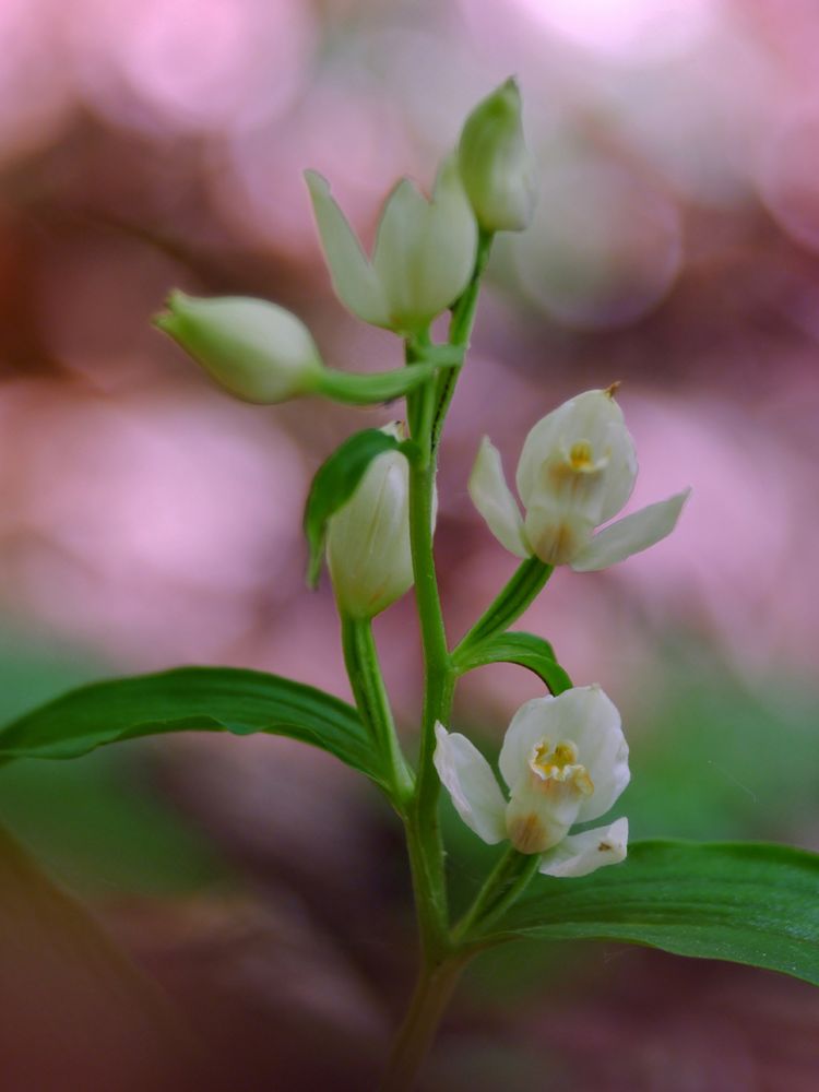 Weißes Waldvöglein (Cephalanthera damasonium)