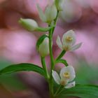 Weißes Waldvöglein (Cephalanthera damasonium)