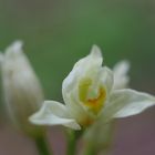 Weißes Waldvöglein, (Cephalanthera damasonium)