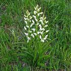 Weißes Waldvöglein-Cephalanthera longifolia in Bayern...