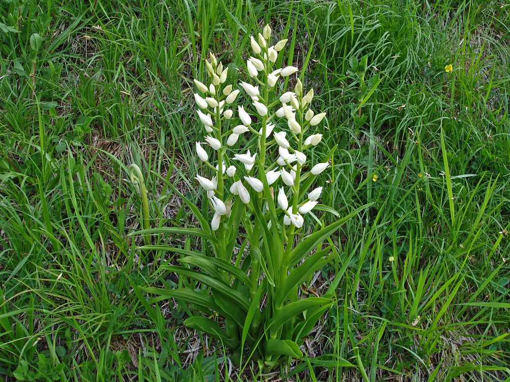 Weißes Waldvöglein-Cephalanthera longifolia in Bayern...