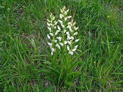 Weißes Waldvöglein-Cephalanthera longifolia in Bayern...