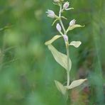 Weisses Waldvöglein chlorotische Var. 1/11