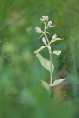 Weisses Waldvöglein chlorotische Var. 1/11