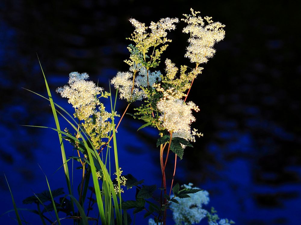 Weißes Wiesenkraut am Ufer