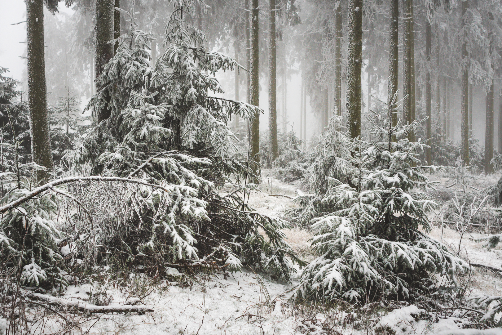 Weißes Winterkleid im Taunus