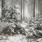 Weißes Winterkleid im Taunus