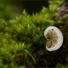 Weissfilziger Nabelrötling - Entoloma albotomentosum