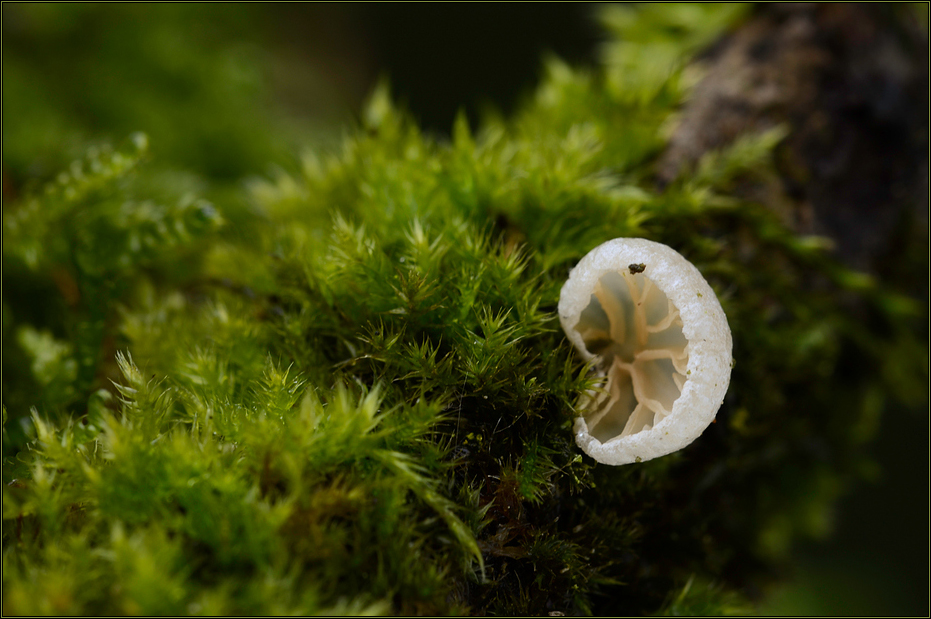 Weissfilziger Nabelrötling - Entoloma albotomentosum