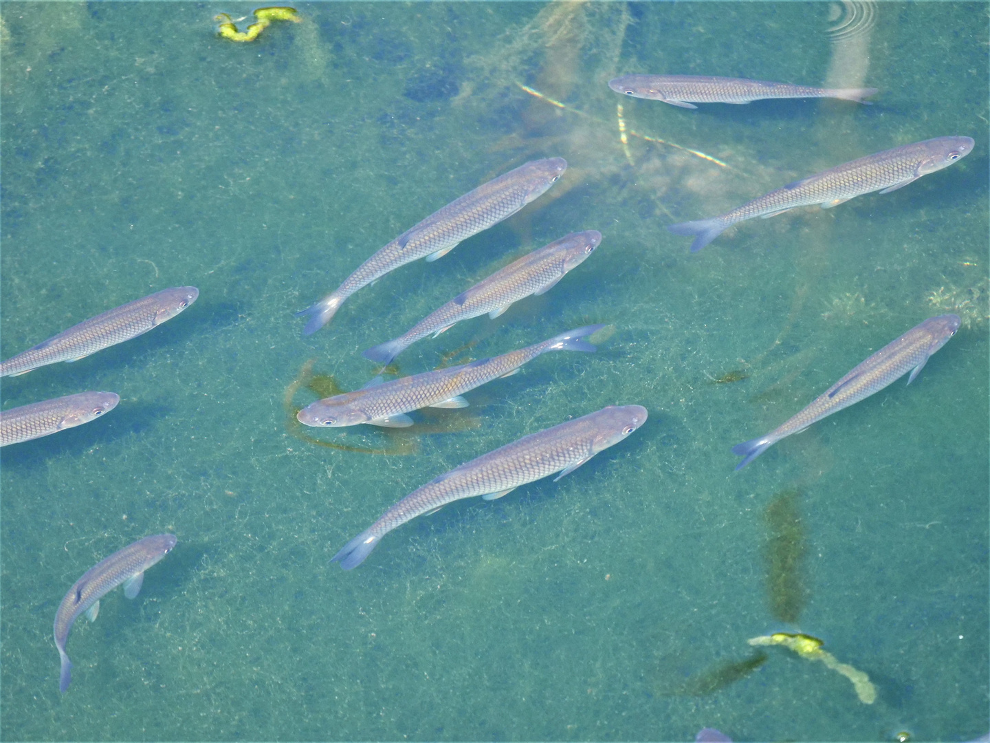 Weißfische in der Ruhr. (Döbel)