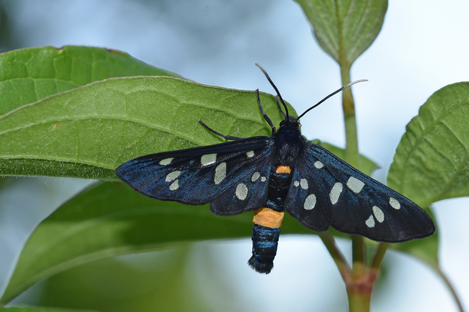 Weißfleck-Widderchen (Amata phegea)