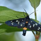 Weißfleck-Widderchen (Amata phegea)