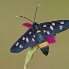 Weißfleck-Widderchen (Amata phegea)