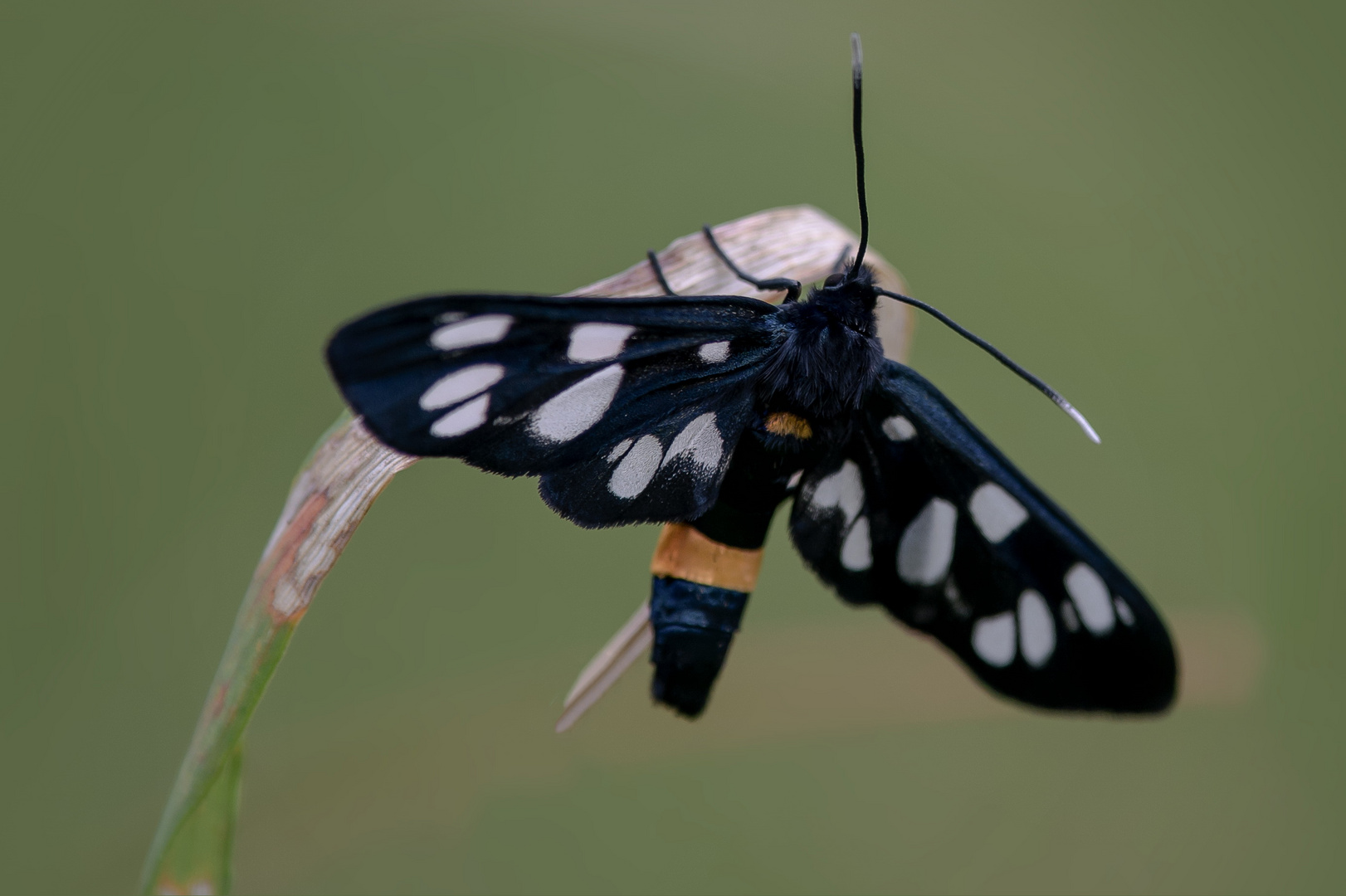  Weissfleck-Widderchen (Amata phegea) 