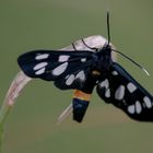  Weissfleck-Widderchen (Amata phegea) 