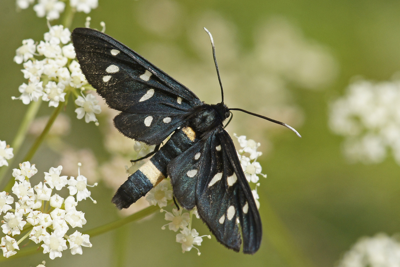 Weißfleck-Widderchen (Amata phegea)