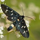 Weißfleck-Widderchen (Amata phegea)