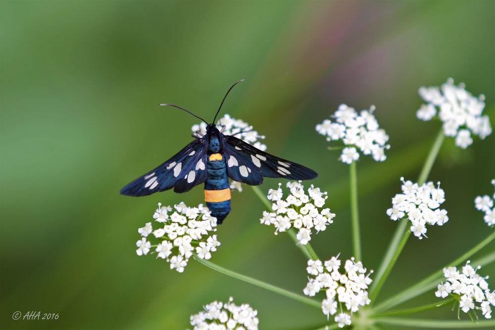 Weißfleck-Widderchen (Amata phegea)