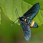 Weißfleck-Widderchen (Amata phegea f. iphimedia)