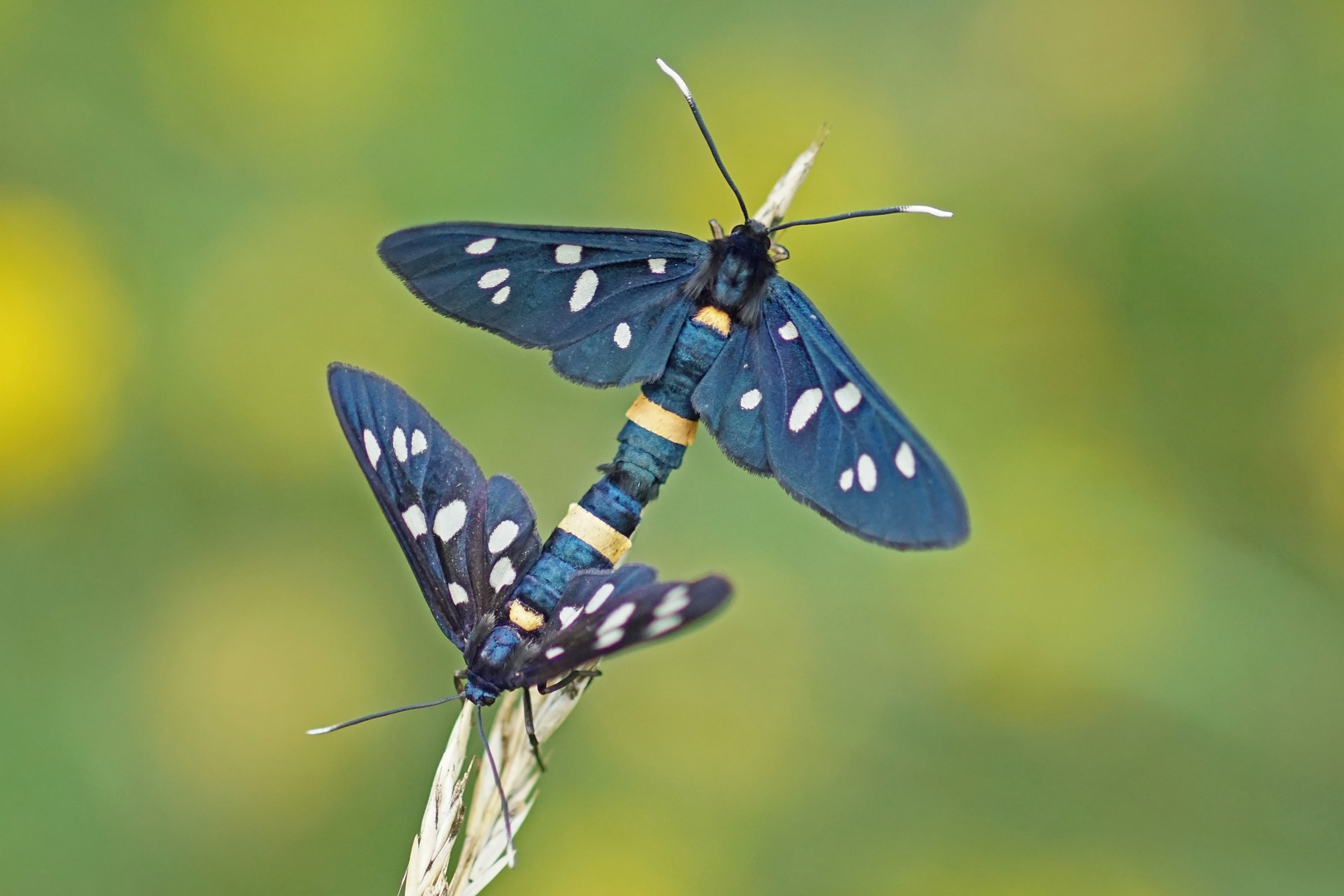 Weißfleck-Widderchen (Amata phegea), Kopula