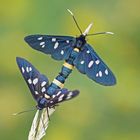 Weißfleck-Widderchen (Amata phegea), Kopula