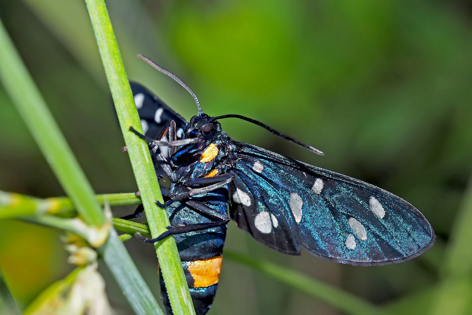 Weissfleck-Widderchen (Amata phegea) - Le Sphinx du Pissenlit.