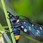 Weissfleck-Widderchen (Amata phegea) - Le Sphinx du Pissenlit.