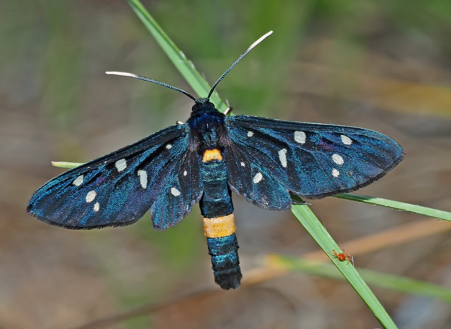 Weissfleck-Widderchen (Amata phegea) mit roter Milbe. - Sphinx du pissenlit. 