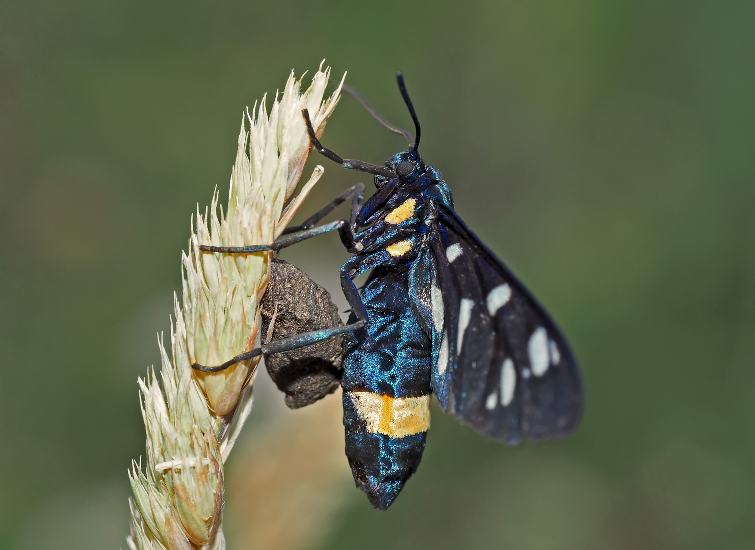 Weissfleck-Widderchen (Amata phegea) - Sphinx du pissenlit. 