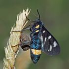 Weissfleck-Widderchen (Amata phegea) - Sphinx du pissenlit. 