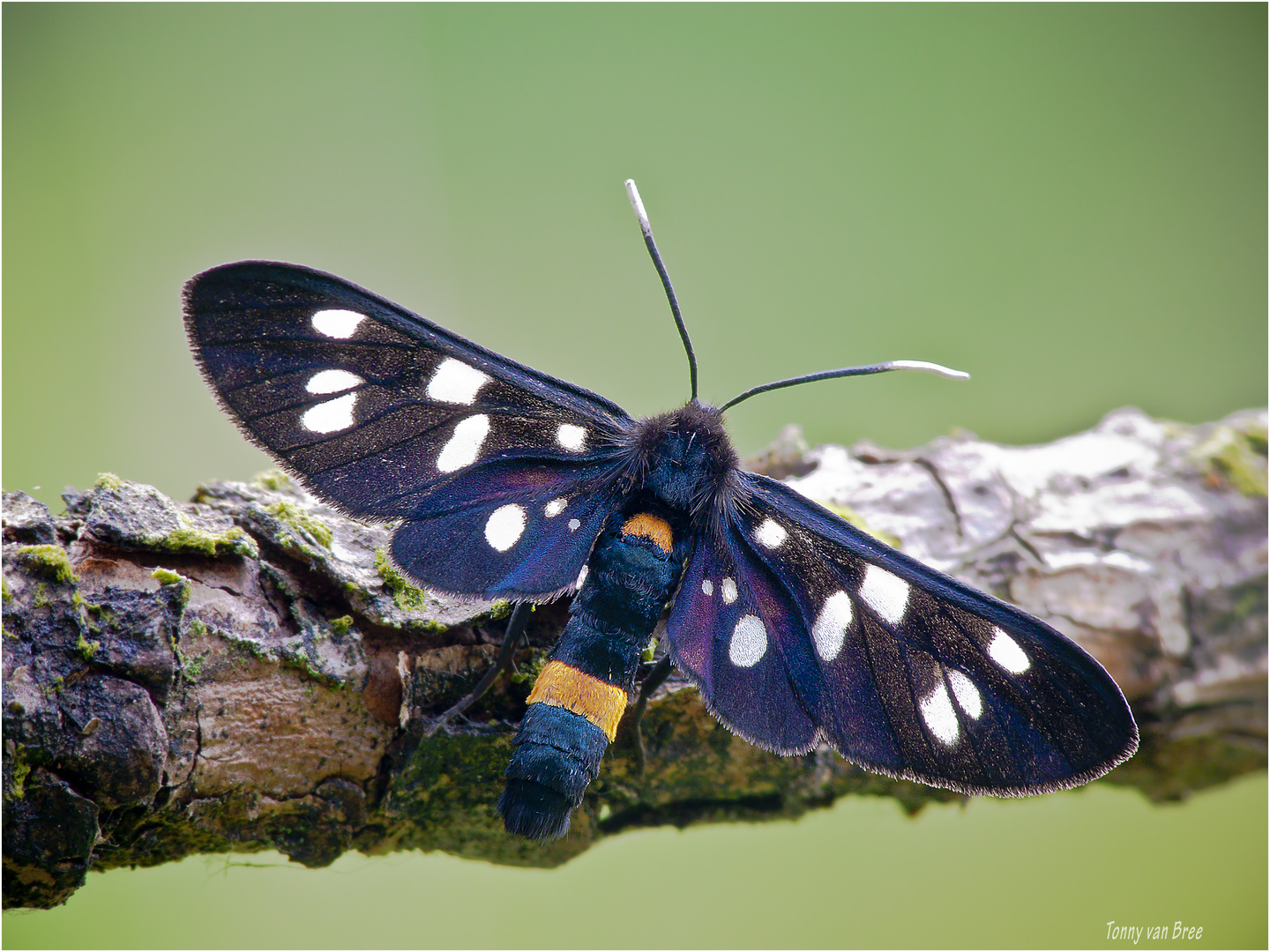 Weißfleck-Widderchen (Amata phegea) (summer 2011)