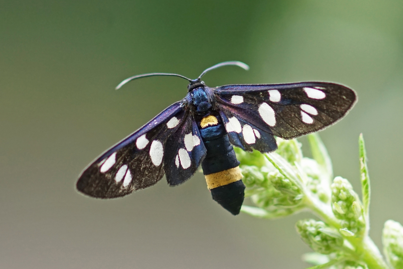 Weißfleck-Widderchen (Amata phegea), Weibchen