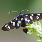 Weißfleck-Widderchen (Amata phegea), Weibchen