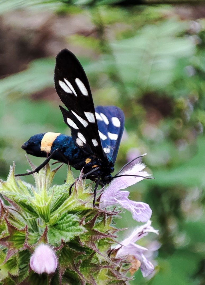 Weißfleck Widderchen, Schmetterling