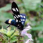 Weißfleck Widderchen, Schmetterling