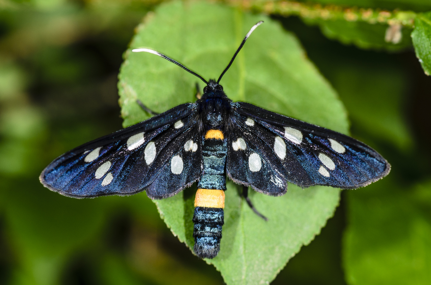 Weißfleck-Widderchen (Syntomis phegea)