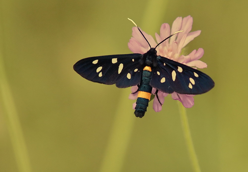 Weißfleck-Widderchen (Zygaenidae)