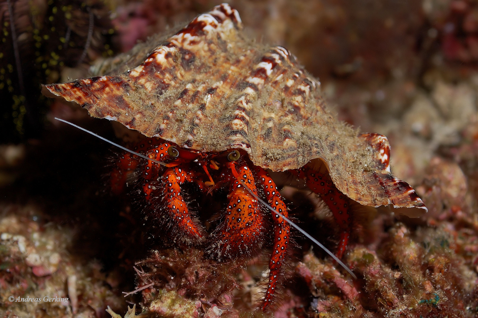 Weißflecken-Einsiedler-Krebs (Dardanus megistos)