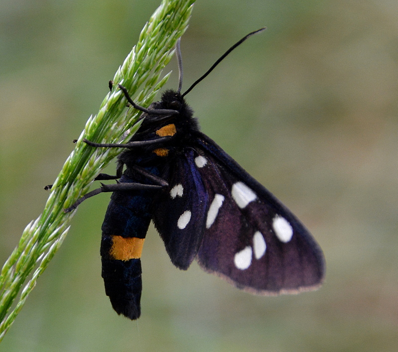 weißfleckwidderchen