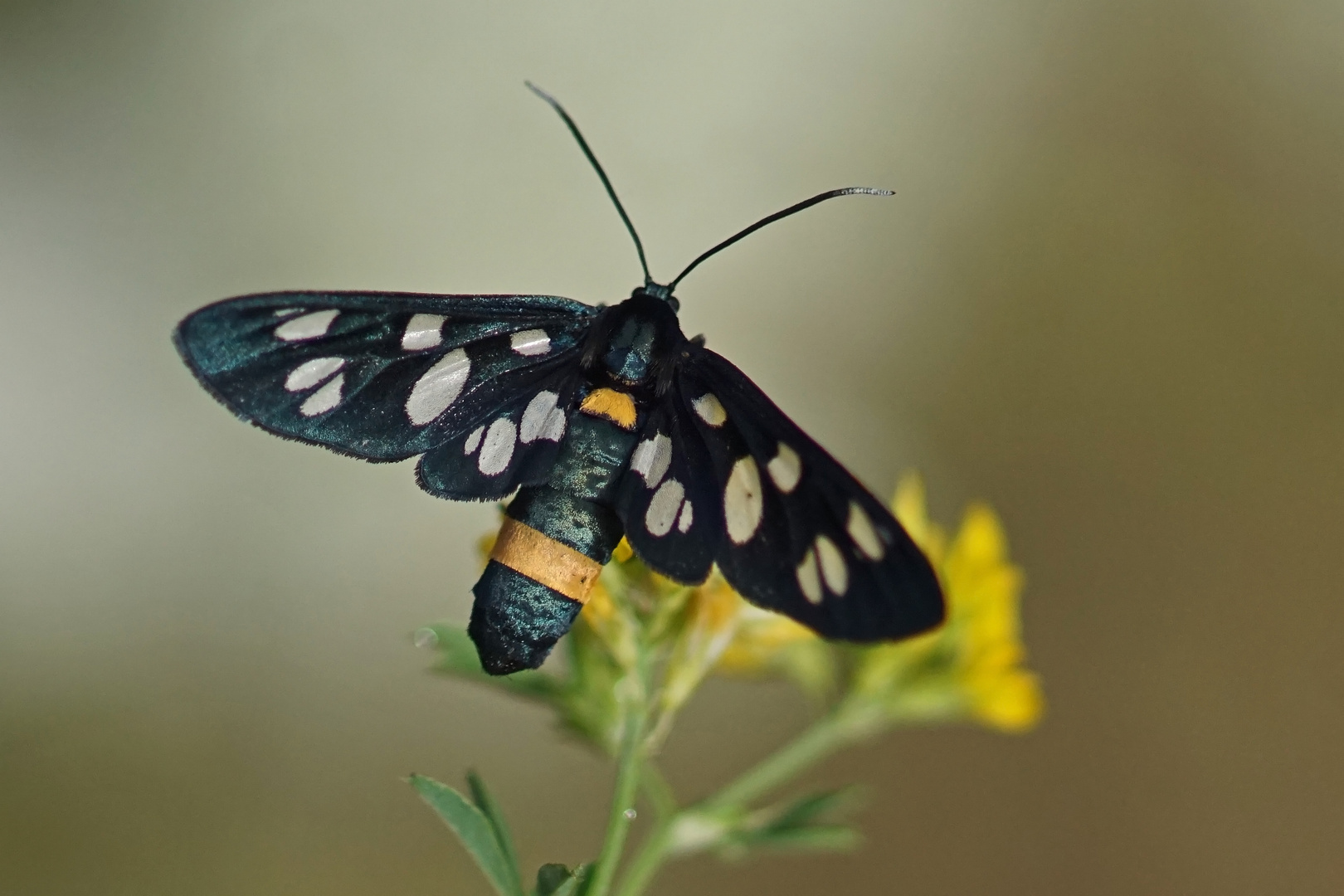 Weißfleckwidderchen (Amata phegea), Weibchen