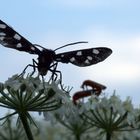 Weissfleckwidderchen im Gegenlicht