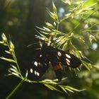 Weißfleckwidderchen im Morgenlicht