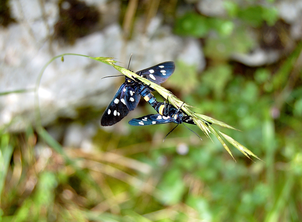 Weißfleckwidderchen (sh. Anmerkungen)