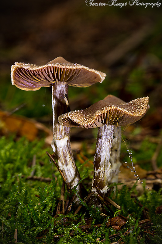 Weißflockiger Gürtelfuß